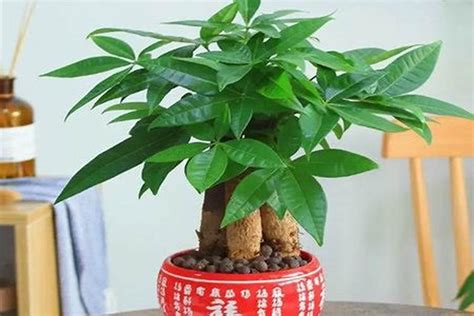 風水植物有哪些|公认的10种风水植物，放家里运势“旺旺旺”，恰好我都养过